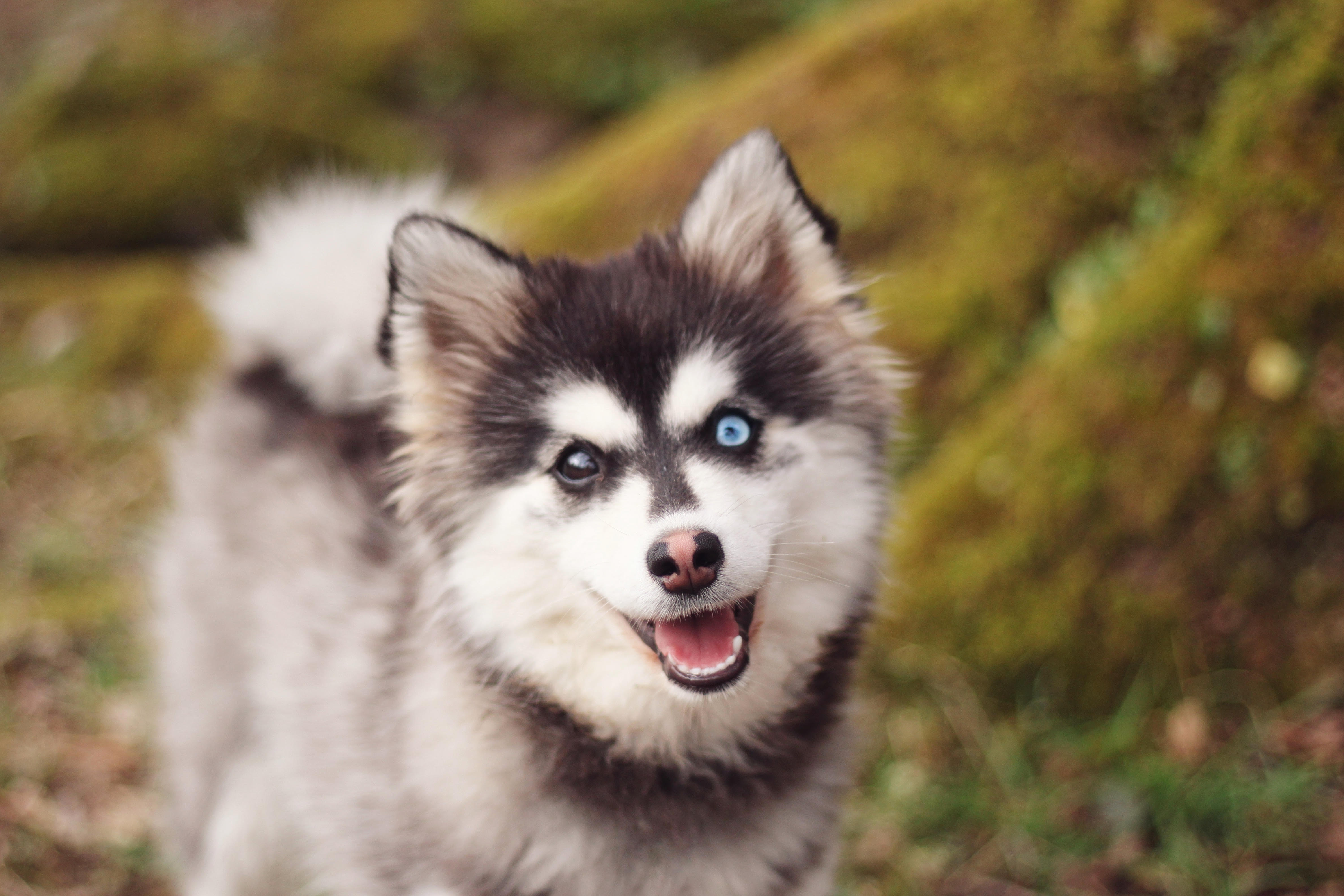 Arumi de la maison des petits princes