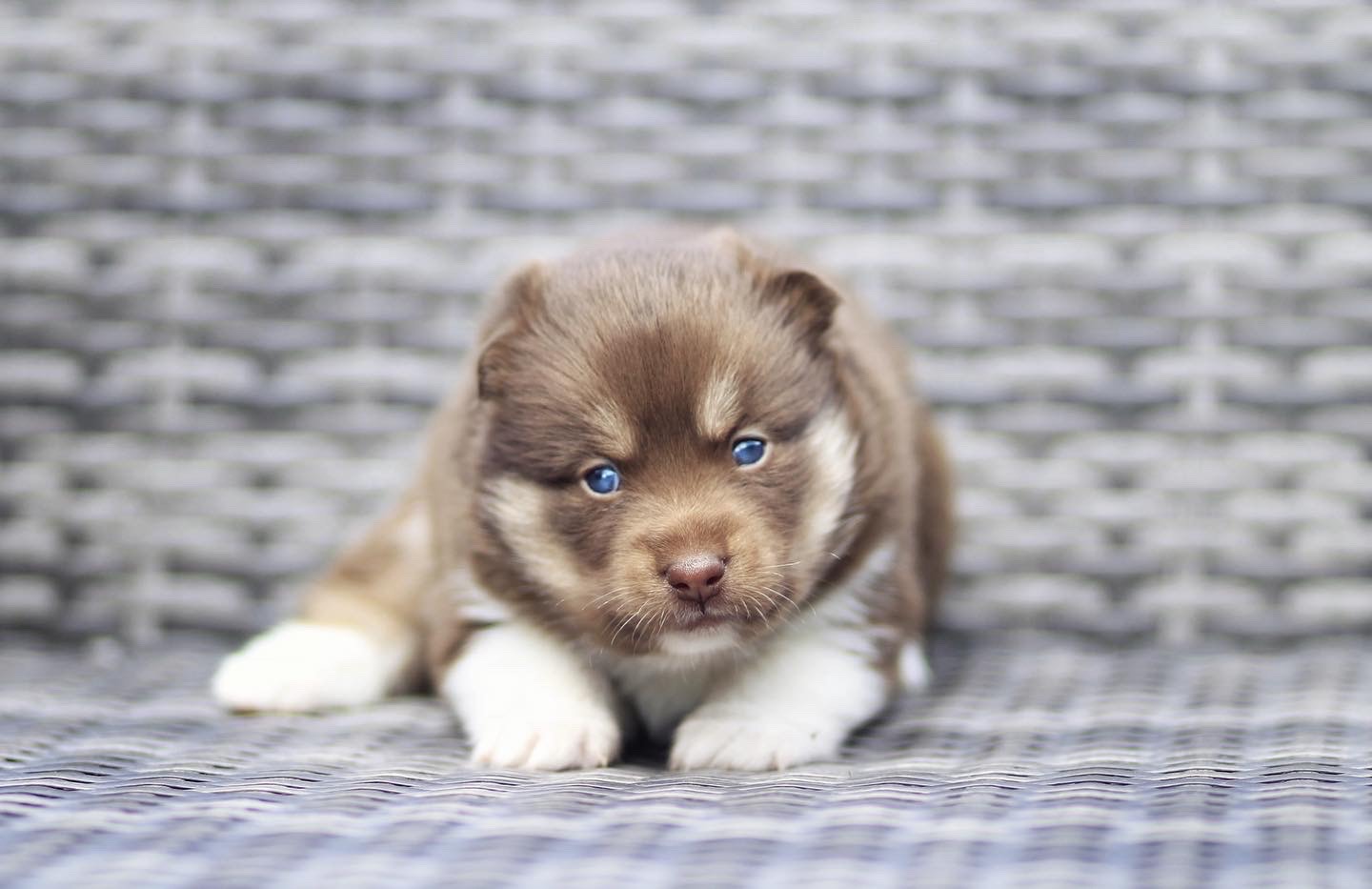 Pomsky 2