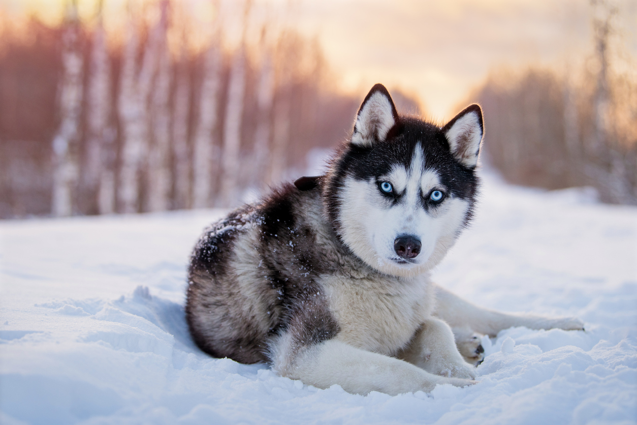 husky